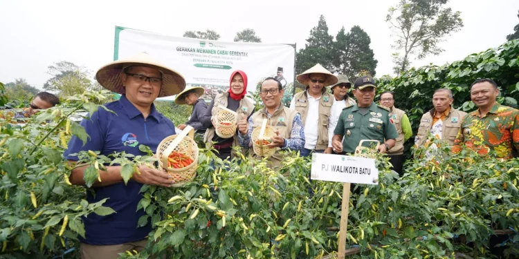 Pj Wali Kota Batu, Aries Agung Paewai, panen cabai serentak. Pemkot Batu panen besar. Foto: Prokopim KWB