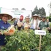 Pj Wali Kota Batu, Aries Agung Paewai, panen cabai serentak. Pemkot Batu panen besar. Foto: Prokopim KWB