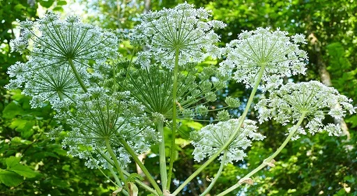 Bunga Hogweed. Foto/Pixabay