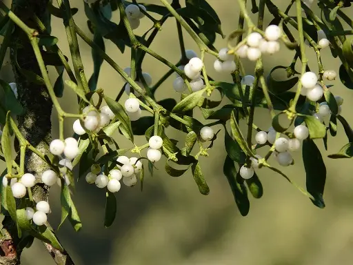 Bunga Mistletoe. Foto/Pixabay