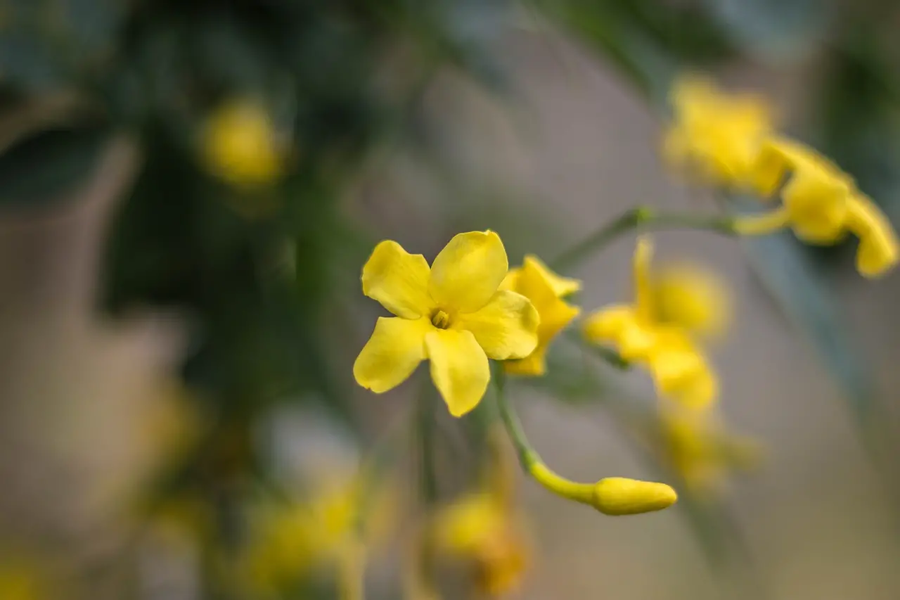 Bunga Melati Kuning. Foto/Pixabay