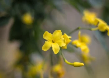 Bunga yang terlihat cantik berikut memiliki kadar racun dan zat yang sangat mematikan bagi makhluk hidup lainnya. Foto/Pixabay