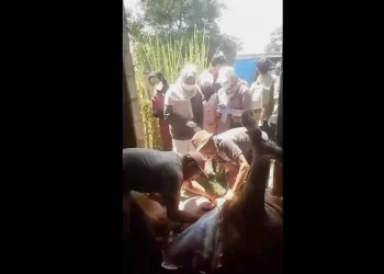 Sapi mati mendadak