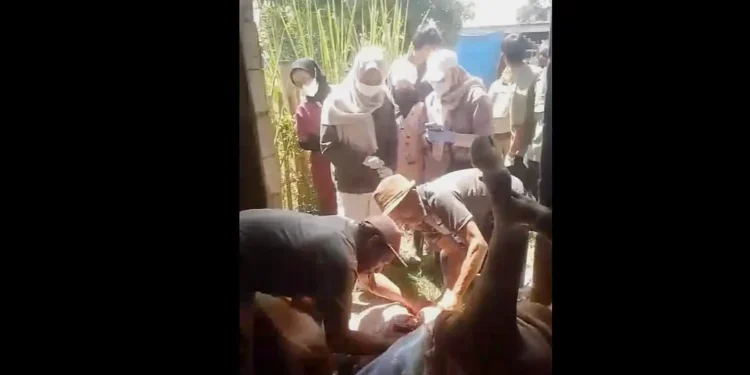 Sapi mati mendadak