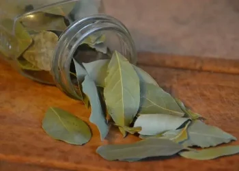 daun salam