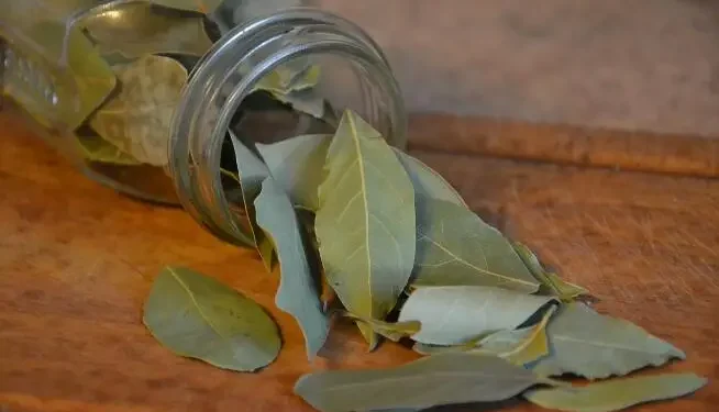 daun salam