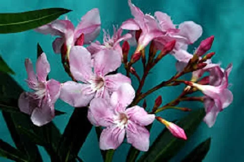 Bunga Oleander. Foto/Pixabay