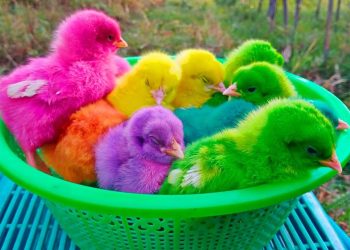 Ayam warna-warni yang memiliki risiko berbahaya terhadap kesehatan anak karena mengandung zat pewarna kimia. Foto/Pinterest.