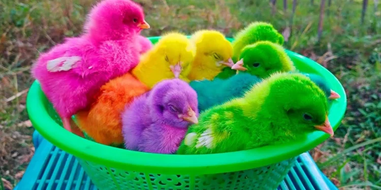 Ayam warna-warni yang memiliki risiko berbahaya terhadap kesehatan anak karena mengandung zat pewarna kimia. Foto/Pinterest.