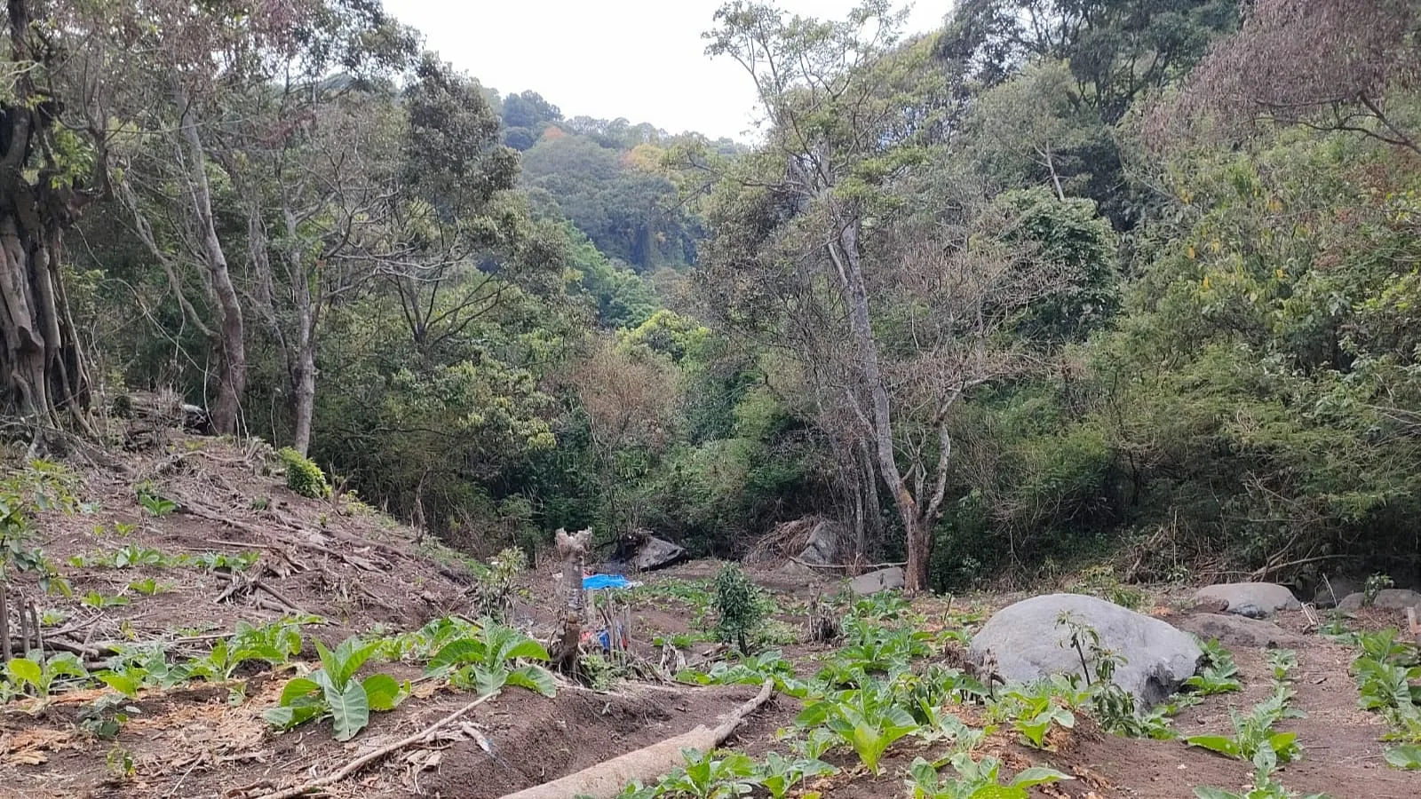 Bekas perambahan hutan lindung di Desa Tlekung, Kota Batu yang ancam populasi lutung jawa. Foto: Profauna