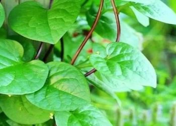 Daun binahong mempunyai banyak kemanfaatan untuk kecantikan. Foto/Pinterest