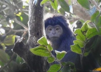 Populasi lutung Jawa yang semakin terancam akibat masifnya perambahan hutan lindung di Kota Batu. Foto: Profauna