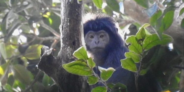 Populasi lutung Jawa yang semakin terancam akibat masifnya perambahan hutan lindung di Kota Batu. Foto: Profauna