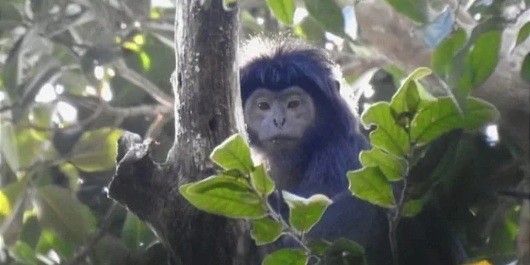 Populasi lutung Jawa yang semakin terancam akibat masifnya perambahan hutan lindung di Kota Batu. Foto: Profauna