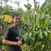 Ahmad Saiful seorang petani kopi dalam mengembangkan potensi kopi lokal di Desa Sumbertangkil, Kecamatan Tirtoyudo, Kabupaten Malang. Foto/Lutfa Putri Valentina