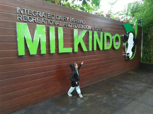 Mikindo