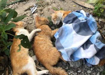kucing mati