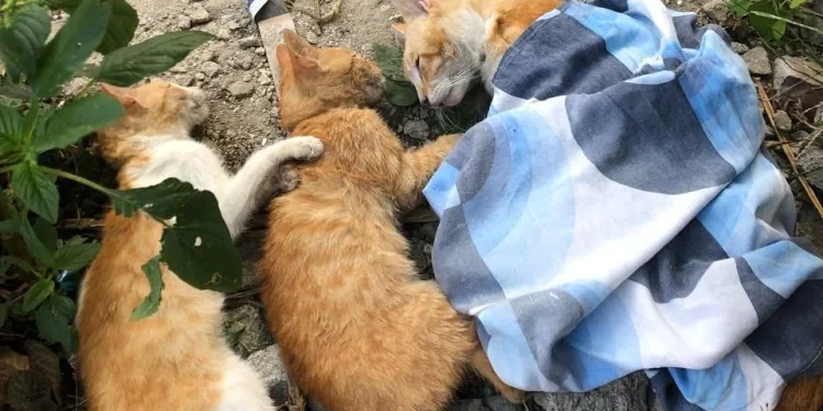 kucing mati