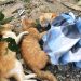 kucing mati