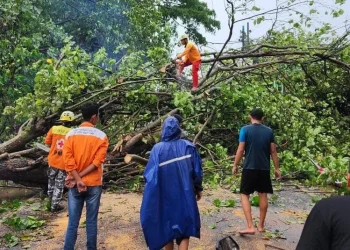 Pohon tumbang