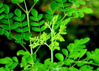 Daun kelor