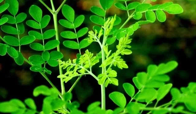 Daun kelor
