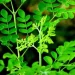 Daun kelor