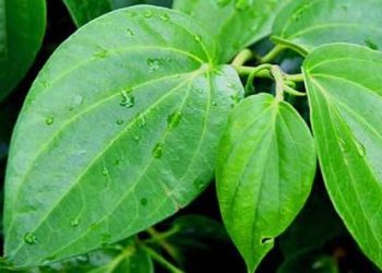 daun sirih