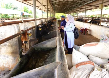 Dosen peneliti Prof. Mudawarmah saat meneliti sapi pasundan di kandangnya di Jawa Barat. Foto: Dok. Pribadi