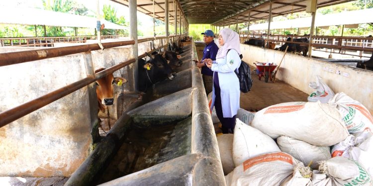 Dosen peneliti Prof. Mudawarmah saat meneliti sapi pasundan di kandangnya di Jawa Barat. Foto: Dok. Pribadi