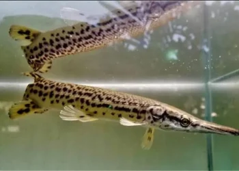 Alasan ikan aligator dilarang dipelihara di Indonesia ternyata bersifat invasif dan merusak ekosistem./Foto: Tangkapan layar Instagram @binjai_aquarium.
