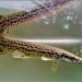 Alasan ikan aligator dilarang dipelihara di Indonesia ternyata bersifat invasif dan merusak ekosistem./Foto: Tangkapan layar Instagram @binjai_aquarium.