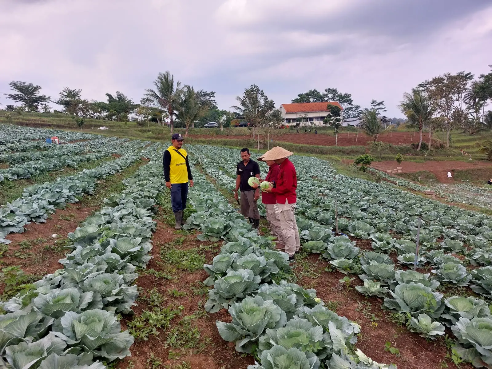 Hasil pertanian tanaman kubis