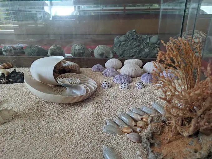 Koleksi Museum