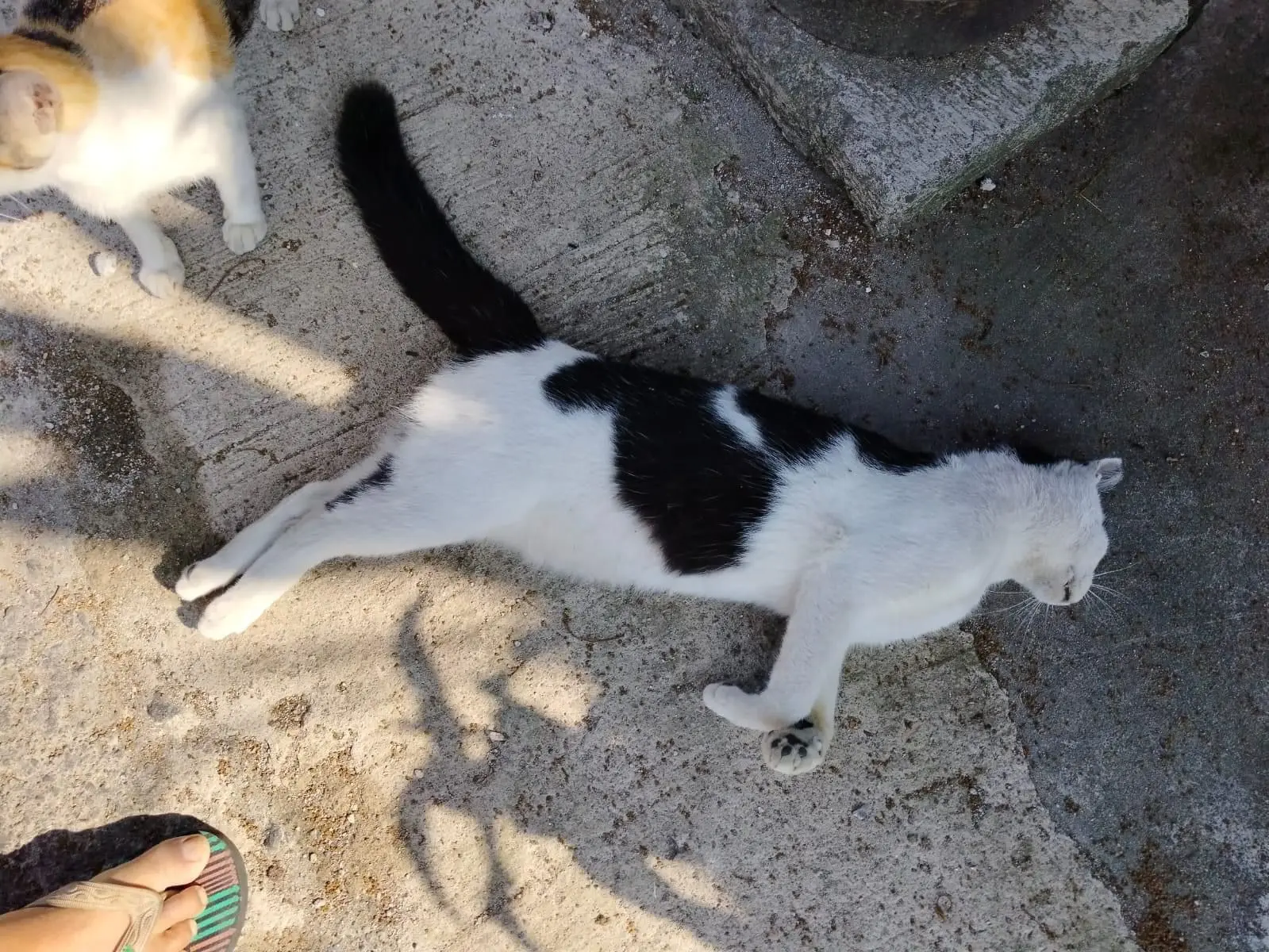 kucing mati