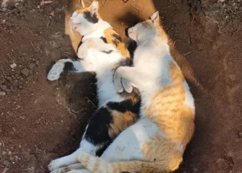 Belasan kucing mati
