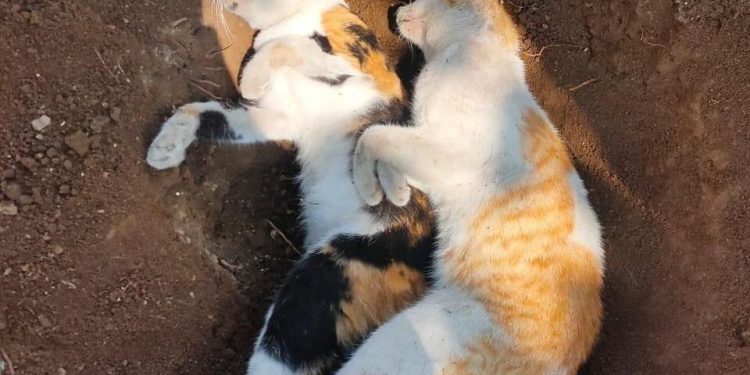 Belasan kucing mati