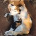 Belasan kucing mati