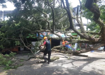 Pohon Tumbang