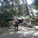 Pohon Tumbang