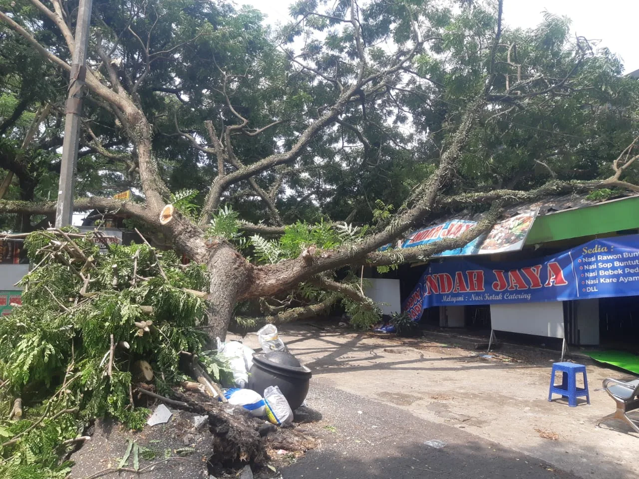 Pohon tumbang
