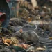 leptospirosis
