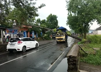 Satu unit truk tertimpa pohon tumbang di Pakisaji. Foto: BPBD Kabupaten Malang