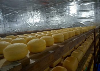 Keju gouda berbentuk bulat dan balok saat proses penyimpanan. Foto: UPT Pembibitan dan Pengolahan Hasil Ternak