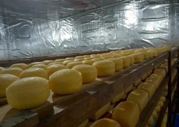 Keju gouda berbentuk bulat dan balok saat proses penyimpanan. Foto: UPT Pembibitan dan Pengolahan Hasil Ternak