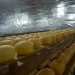 Keju gouda berbentuk bulat dan balok saat proses penyimpanan. Foto: UPT Pembibitan dan Pengolahan Hasil Ternak
