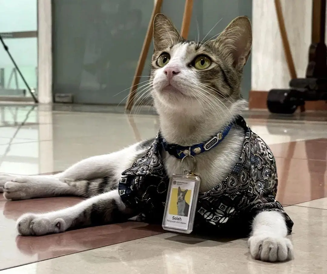 Soleh./Foto: Instagram @solehthecat.