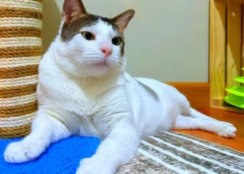 Top 4 kucing viral di Indonesia selain Bobby Kertanegara yang memiliki banyak penggemar di kalangan cat lovers. /Foto: Tangkapan layar Instagram @bobbykertanegara.