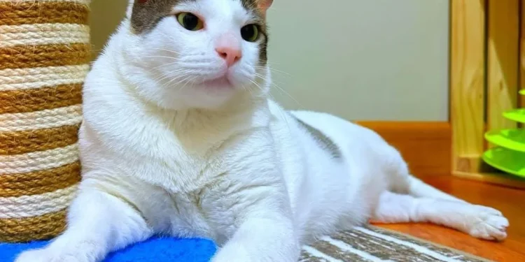 Top 4 kucing viral di Indonesia selain Bobby Kertanegara yang memiliki banyak penggemar di kalangan cat lovers. /Foto: Tangkapan layar Instagram @bobbykertanegara.
