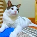 Top 4 kucing viral di Indonesia selain Bobby Kertanegara yang memiliki banyak penggemar di kalangan cat lovers. /Foto: Tangkapan layar Instagram @bobbykertanegara.